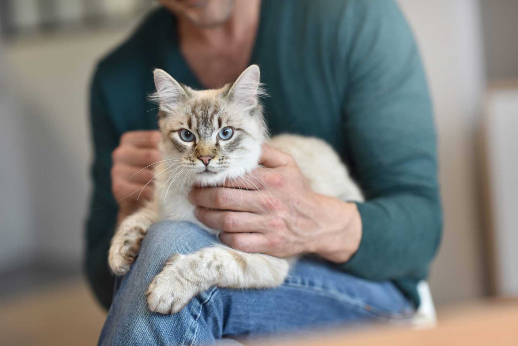 Is Advocate for Cats Actually Better? How to Choose the Best Parasite Protection for Your Cat