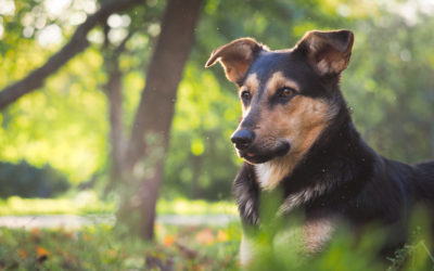 What are the Signs of Heartworm in Dogs?