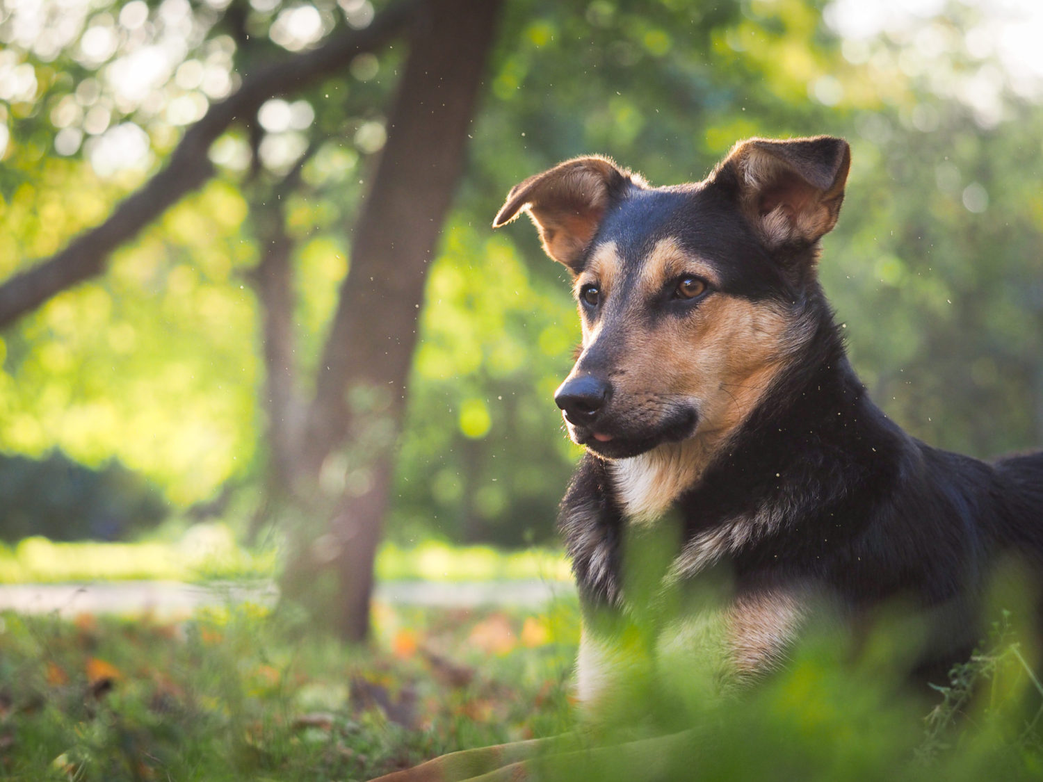 What are the Signs of Heartworm in Dogs?