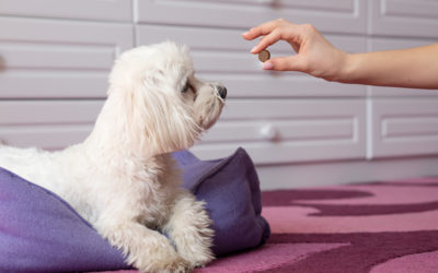 How Often Does My Dog Need Flea, Tick and Worm Treatment?