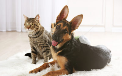 Neovet – Cat & Dog Parasite Protection