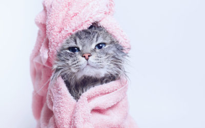 The 10 Steps For a Successful Kitten Bath Time
