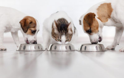 The Importance of a Varied Diet For Your Pet