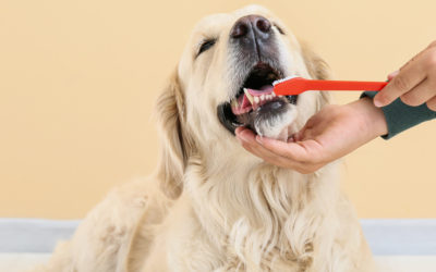 The Importance of Oral Health For Your Pet