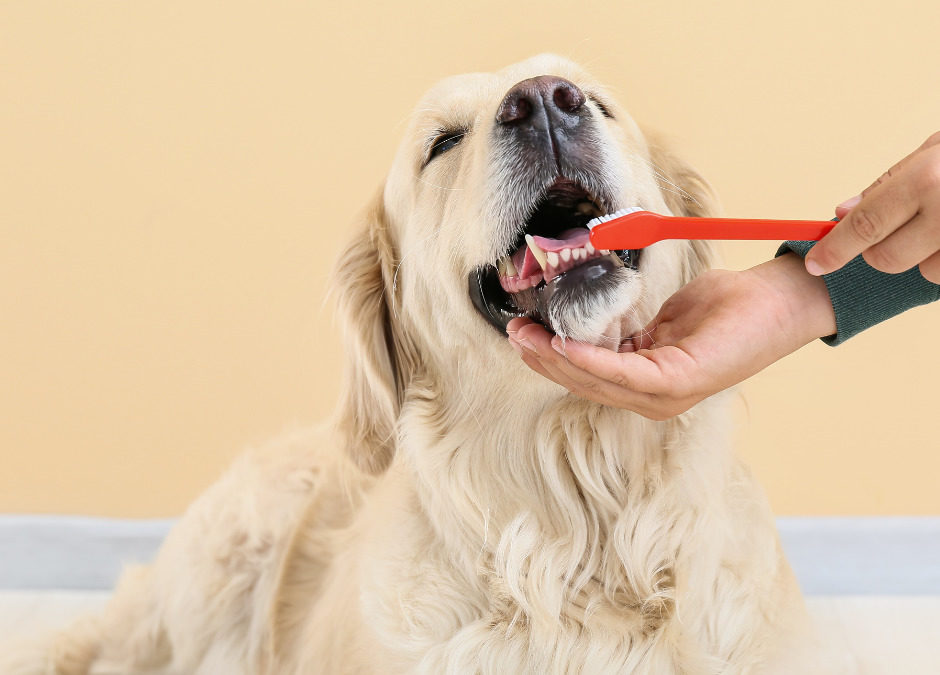 The Importance of Oral Health For Your Pet