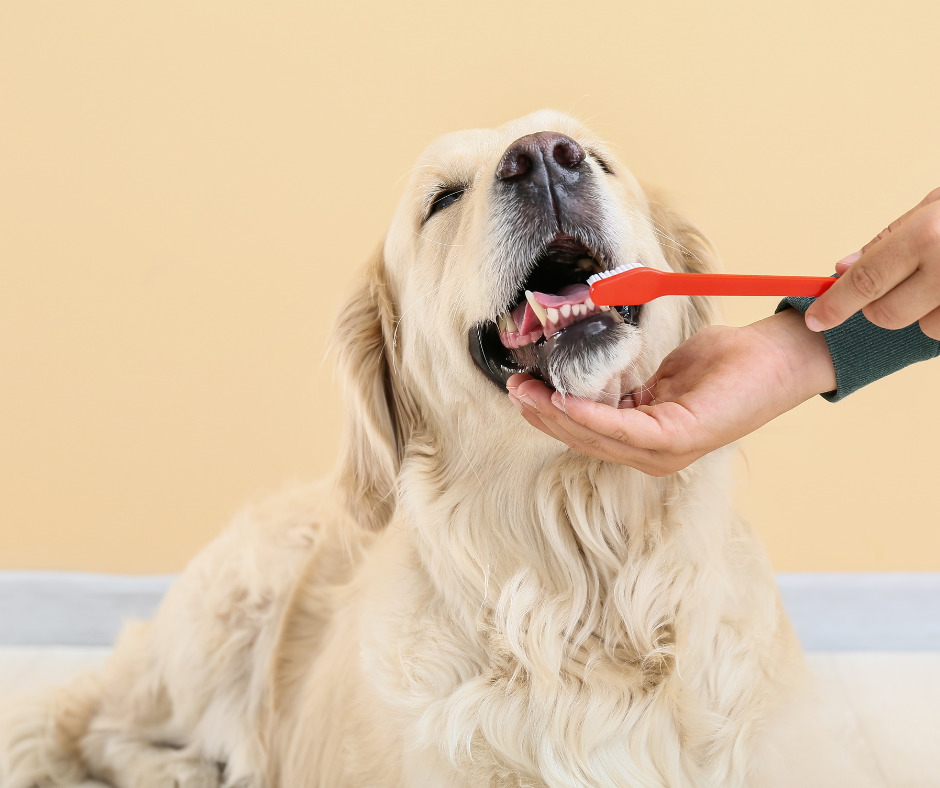 The Importance of Oral Health for Your Pet