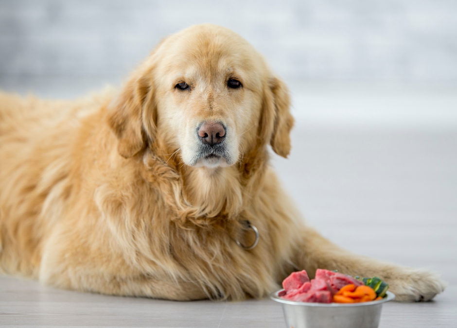 Nutrition for Older Pets: A Guide to Optimal Nutrition for Ageing Animals