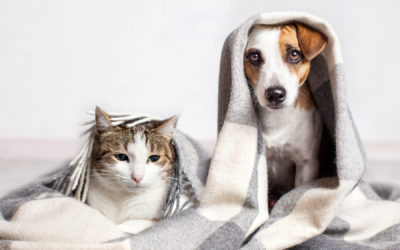 8 Ways to Support Your Pet’s Immune Health During Winter