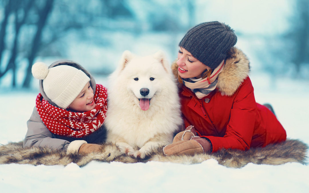Winter Care for Your Pets: Managing Fleas, Ticks, and Grooming in the Cold